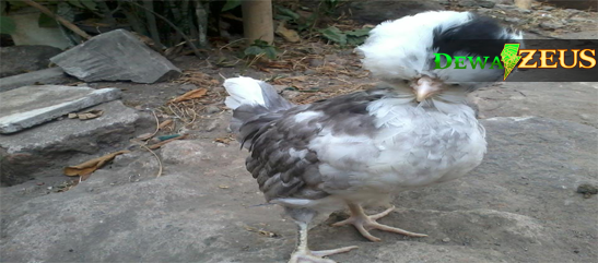 Ayam Hias Unyu Unyu Yang Dibudidayakan Di Indonesia