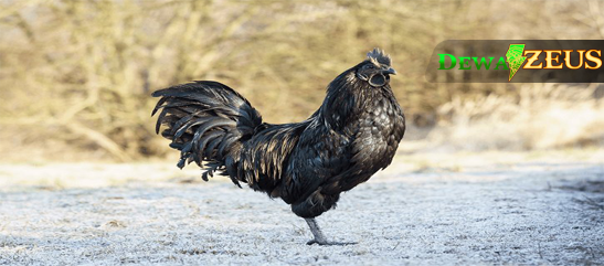 Ayam Hias Unyu Unyu Yang Dibudidayakan Di Indonesia