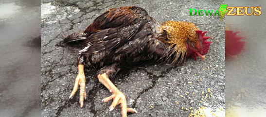 Cara Mengatasi Ayam Aduan Yang Kurang Nafsu Makan