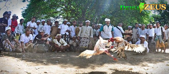 WAJIB Lakukan Peregangan Otot Ayam Aduan Setelah Selesai Latihan