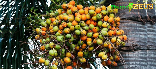 Beberapa Manfaat Besar buah Pinang Untuk Ayam Aduan