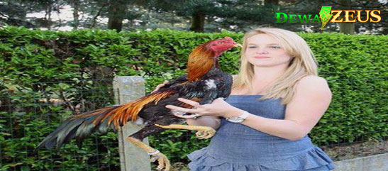 Cara Tingkatkan Kualitas Ayam Aduan Dengan Racikan Herbal