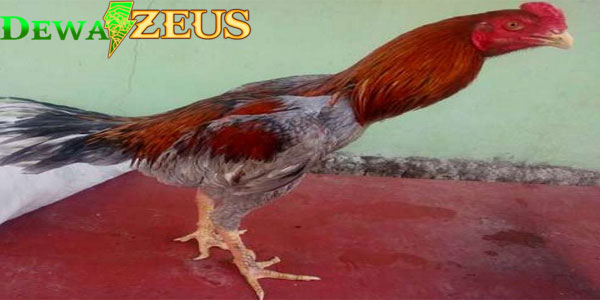 jenis jenis bulu ayam bangkok yang memiliki kualitas bagus