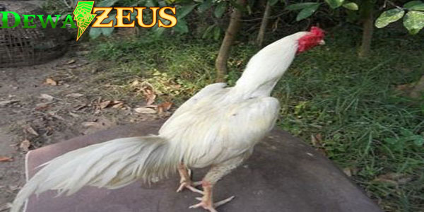 jenis jenis bulu ayam bangkok yang memiliki kualitas bagus