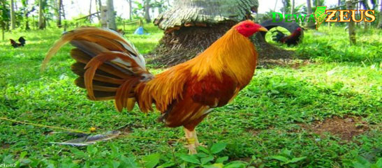 Jenis Ayam Pertarung Termahal Dalam Dunia Sabung Ayam