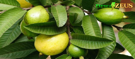 Manfaat Daun Jambu Biji Untuk Ayam Aduan Bangkok