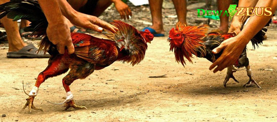 Cara Bertarung Sabung ayam Taji pisau