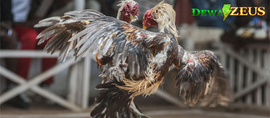 Cara Merawat ayam Bangkok Aduan Usai bertanding