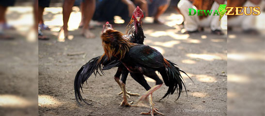 Cara Melatih Nafas Ayam Bangkok Aduan Yang Benar