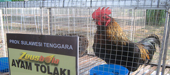 Ayam Aduan Legenda Asal Kedari