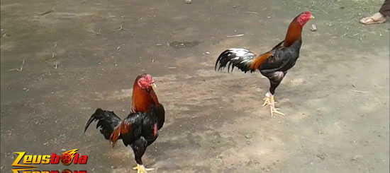 Cara Mengatasi Ayam Aduan Tidak Siap Tarung