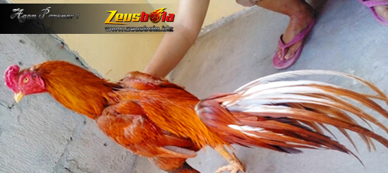 Ayam Aduan Brazil