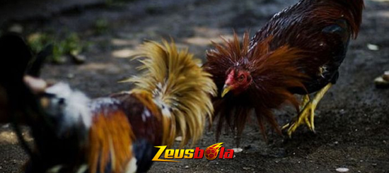 Hal Penting Penentu Kualitas Ayam Bangkok Aduan