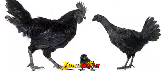 Legenda Sabung Ayam Bangkok Hitam Negara Thailand