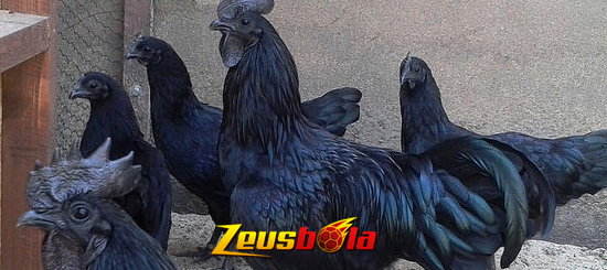 Lirik Tentang Misteri Darah Hitam Ayam Cemani