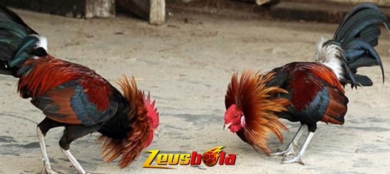 Sabung Ayam Bangkok Aduan Pukul Mati