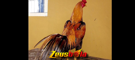 Ayam Bangkok Aduan Berkualitas