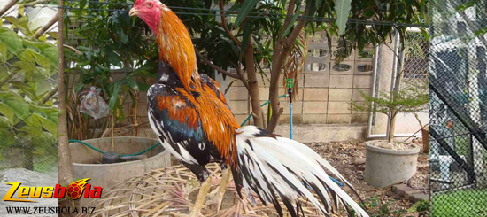 Kategori Sabung Ayam Bangkok