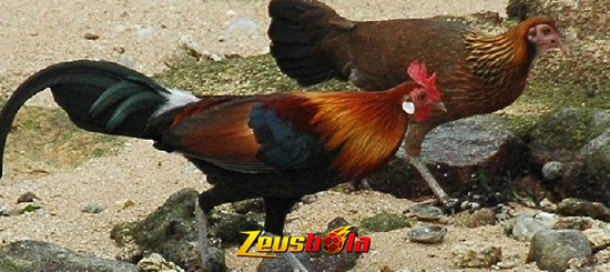 Sabung Ayam Hutan Merah