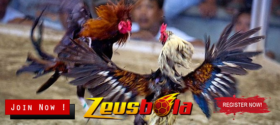 Daftar Digmaan Sabung Ayam Online Terpercaya Saat Ini