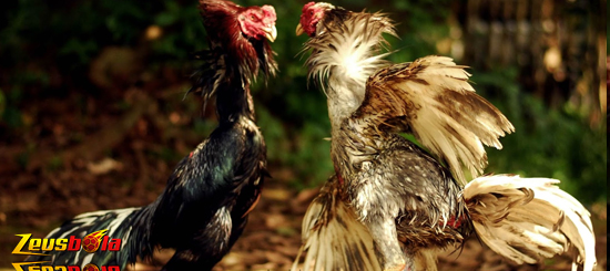 Mitos Dalam Pertandingan Sabung Ayam Bangkok Aduan