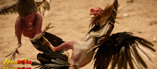 Serunya Sabung Ayam Bangkok Arena Thailand