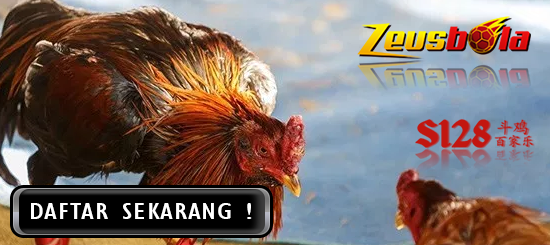 Daftar Digmaan Sabung Ayam Online Bersama ZEUSBOLA