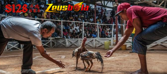 Situs Jasa Daftar Digmaan Sabung Ayam Pw