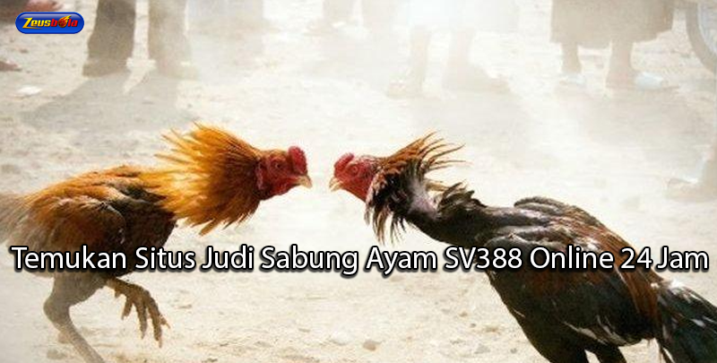 Temukan Situs Judi Sabung Ayam SV388 Online 24 Jam