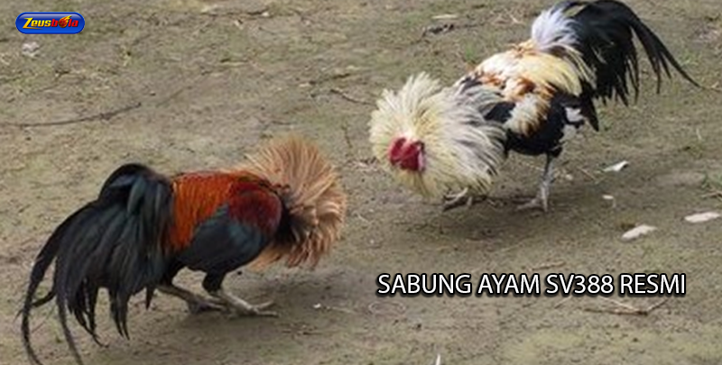 zeusbola agen sabung ayam sv388 resmi