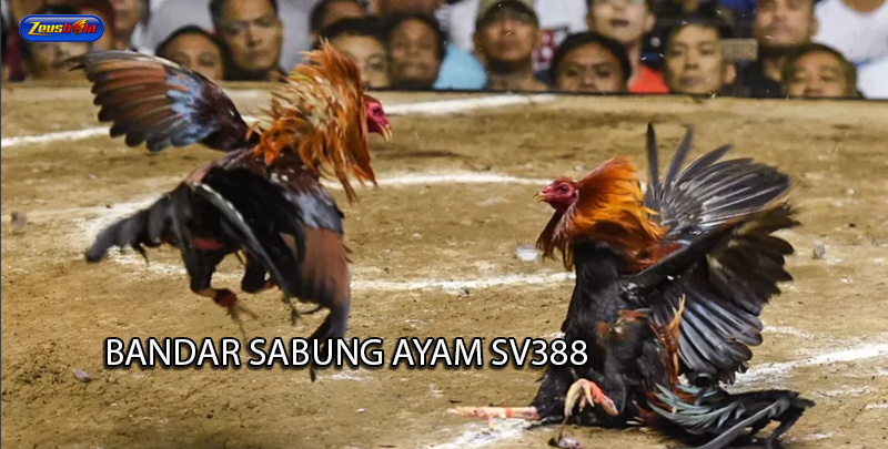 zeusbola bandar sabung ayam resmi