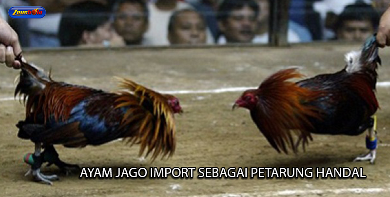 Ayam Jago Import Sebagai Petarung