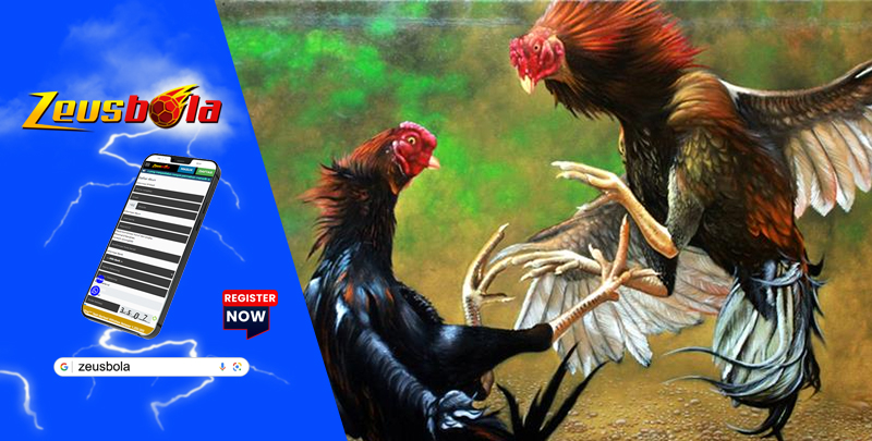 Cara Memilih Sabung Ayam Agar Mendapatkan Peluang Kemenangan